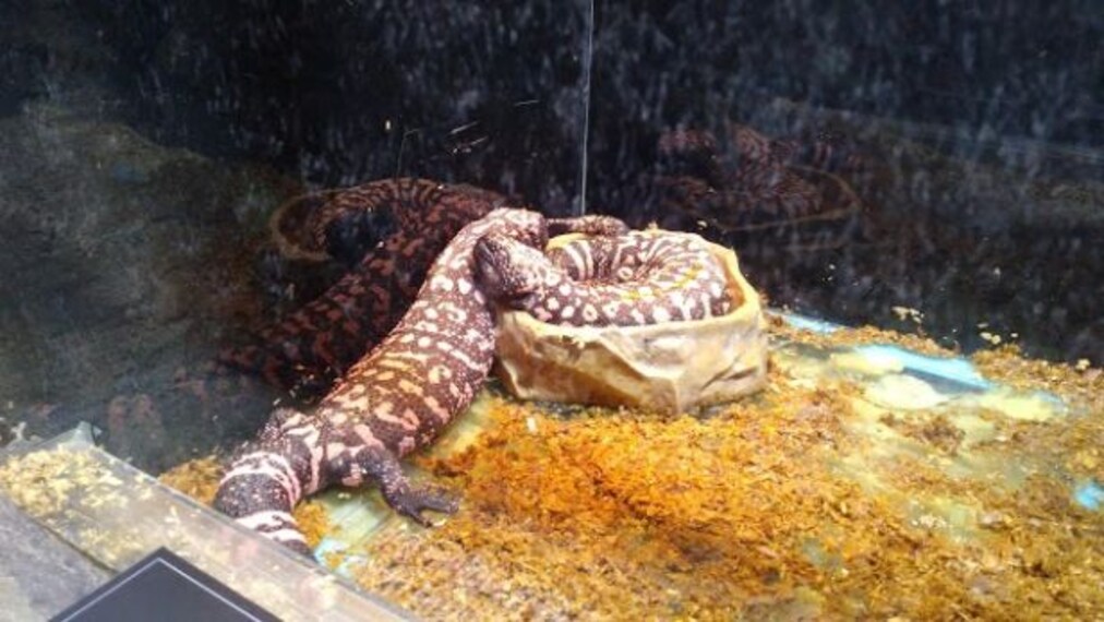 Aqua Vega Aquarium-2